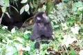 Bild från Baby Gorilla Tries to Act Tough