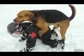 Bild från Vidiots! - Stupid Santa, Naughty Dog, or Snowtard?