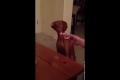 Bild från Hund som inte gillar julleksaker