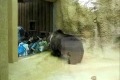 Bild från Dansande björn på zoo!