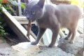 Bild från Ödla biter katt i tungan!