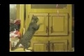 Bild från Katt Win & Fail Compilation!