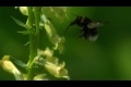 Bild från Ett Bi i Slow Motion - The Slow Mo Guys