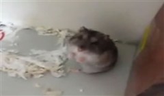 Bild från hamster får hjärtattack