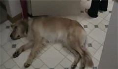 Bild från Lat Hund