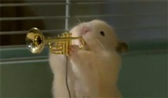 Bild från Hamster band