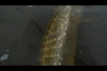 Bild från Efter fiske - utsläppning av gädda