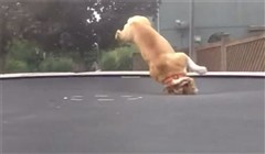 Bild från Bästa Bulldog hoppar trampolin