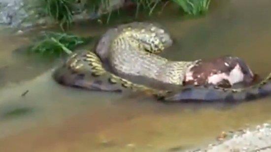 Bild från Anaconda spyr ut en hel KO