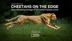 Bild från Gepard I slow motion