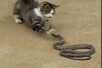 Bild från Katt vs Orm