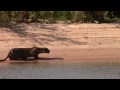 Bild från Amazing Jaguar kill