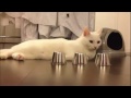 Bild från Katt spelar muggleken