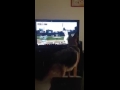 Bild från Hund försöker fånga baseball i tvn