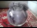 Bild från Katt fisk