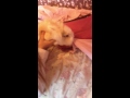 Bild från Cute fluffy bunny attacks bed