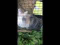 Bild från Cute fluffy bunny licking chicken wire