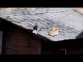 Bild från Kråka startar kattfight och tittar