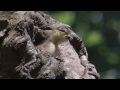Bild från BBC Planet Earth - Mandarin duck dive