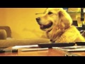 Bild från Golden Retriever gillar gitarr