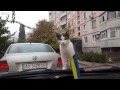 Bild från Flygande katt