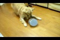 Bild från A terrible bowl and dog
