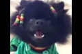 Bild från Definitivt en hund som Bob Marley