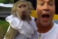 Bild från Devilish baboon
