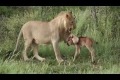 Bild från Leo protects calf wildebeest