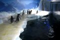 Bild från Penguins vs Laser Pointer
