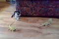 Bild från Funny: Scared Kitten over Iguana