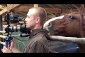 Bild från Horse is bugging cameraman