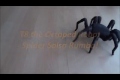 Bild från 3D printed salsa dancing tarantula. - Video