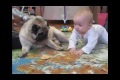 Bild från Baby and pug divide cookies