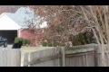 Bild från Squirrel plays with cat