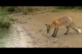 Bild från Fox against a giant fish