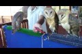 Bild från Reaction owls on phone