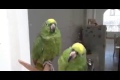 Bild från Drunken parrots