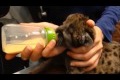 Bild från Rescue pup