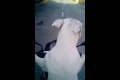 Bild från Dog driving a motorcycle