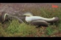 Bild från Orm äter upp krokodil