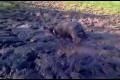 Bild från Mud bath for pet