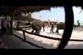Bild från Incendiary elephants