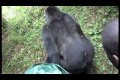 Bild från Monkey flirts