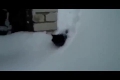 Bild från Snowman cat