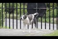 Bild från Street dog acrobat