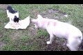 Bild från Cat eats like a boss