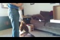 Bild från Dogs also love to treat nerves