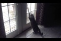 Bild från Cat against an unseen enemy