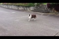 Bild från LamaDog